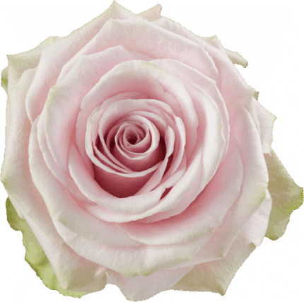 Rose Romina 50cm rprima