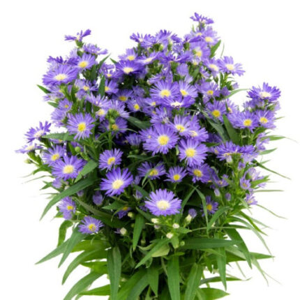 Aster Carnival Purple Valleflo