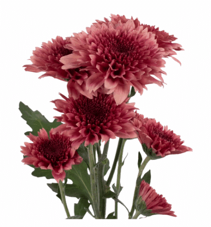 Pom Cushion Raspberry Brulee b