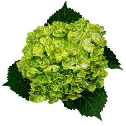 Hydrangea Mini Varigated Emera