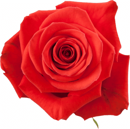 Rose Nina 50cm tessa