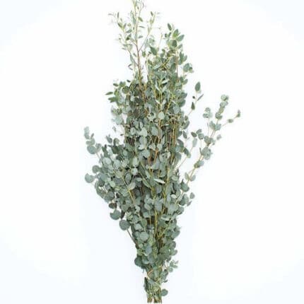 Eucalyptus Gunni camflor