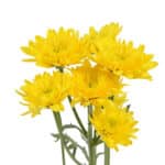 Pom Cushion Yellow gdns - Image 2