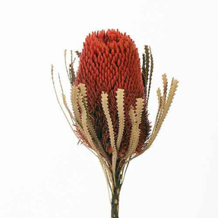 Banksia Natural (stm) hol.