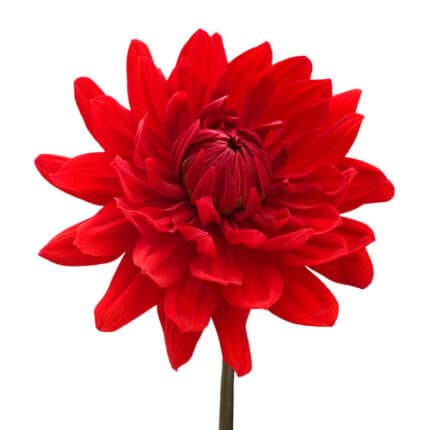 Dahlia Red v.d.(5st)