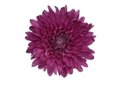 Mum Cremons Purple trilogy