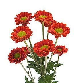 Pom Micro Juicy gdns bronze