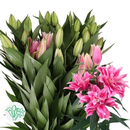 Lily Rose Dbl Thalissa holl