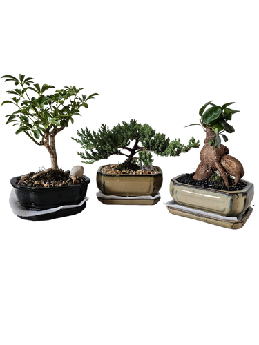 6" Bonsai Garden