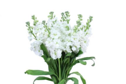 Stock White miaflora
