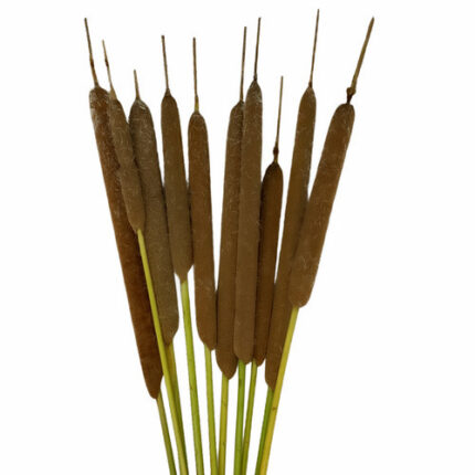 CATTAILS regular alpine