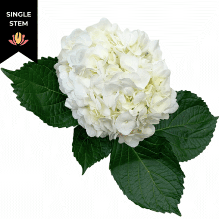 Hydrangea White golden(st)