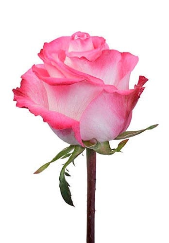 Rose High&Candy 40cm florisma