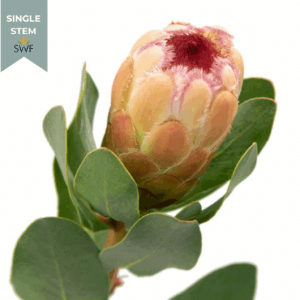 Protea Grandicolor holl(STEM)