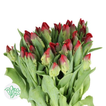 Tulip Parrot Seadov holl red