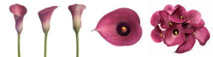 Calla capt romance ob
