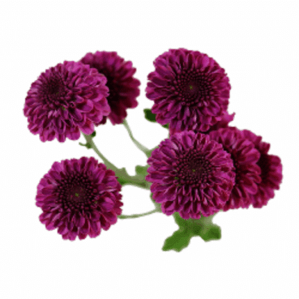 Pom Micro Button Purple galler