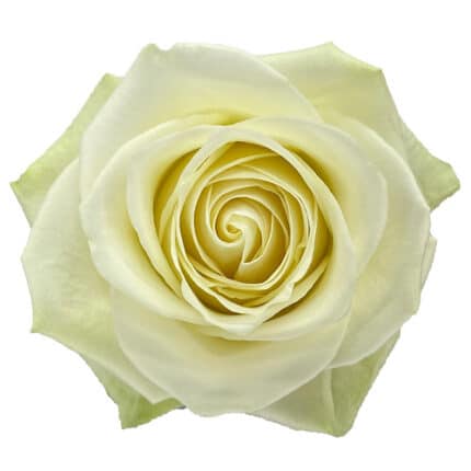 Rose Cadillac 70cm florecal