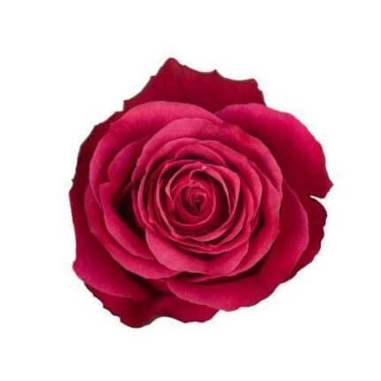 Rose Cherry O 40cm wely