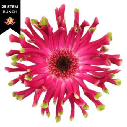 Gerber Pasta Andria holl(25st)