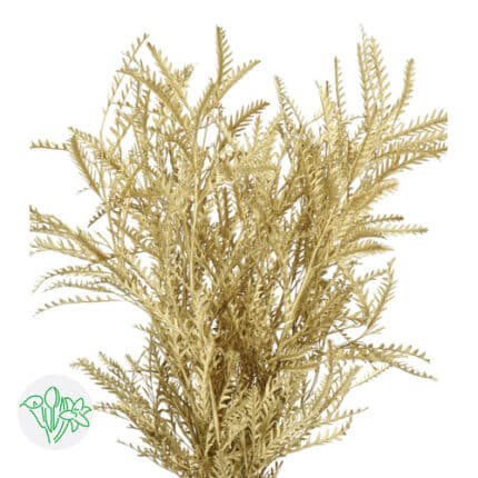Grevillea Gold holl