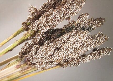 Sorghum White cramer