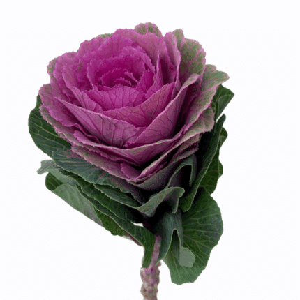 Kale Cor Dk. Carmn s.v.(5st)