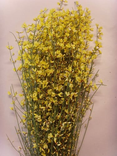Ginestra Yellow holl