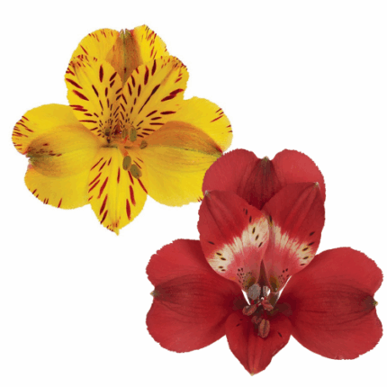 Alstro Red&Yellow Mixed 5 bu