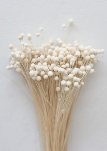 Buttons Floral Bleached 3oz/bu