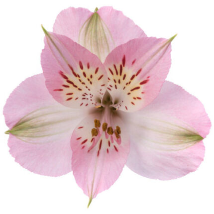 Alstro Sel LT. Pink Tessa