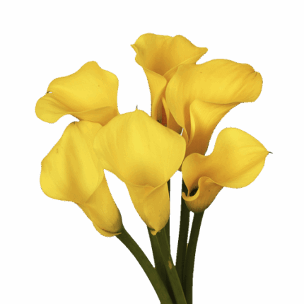 Calla Gold Label holl