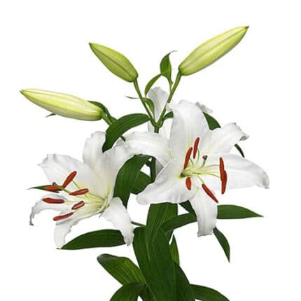 Lily Siberia fresca 3/5bl