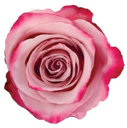 Rose Sweetberry 70cm rfi