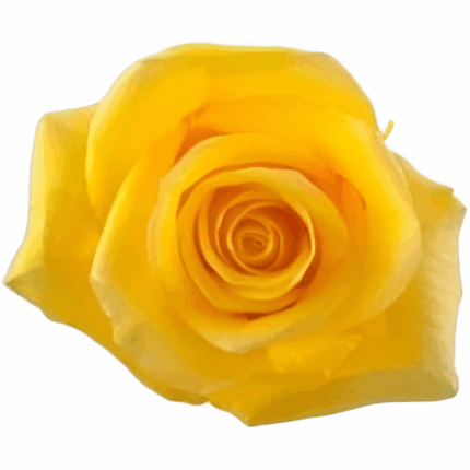 Rose Momentum 40cm Naranjo