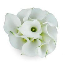 Callas Mini White allure