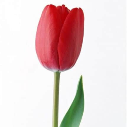 Tulip Graziano holl