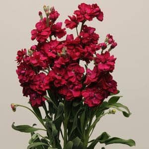 Stock Ruby florisol