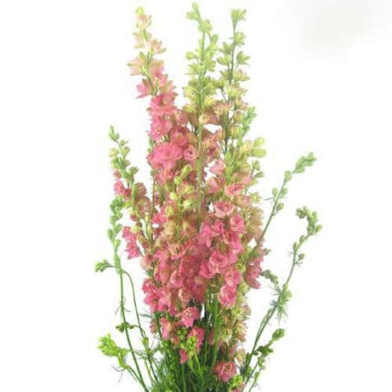 Larkspur RosePink joe