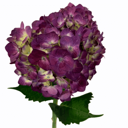 Hydrangea MasjaPurple(st)chile