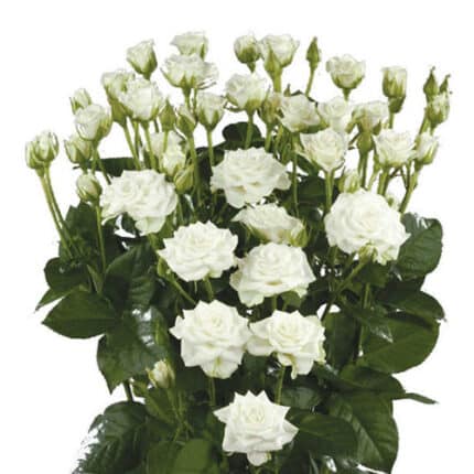 RoseSpray Snowflake rio