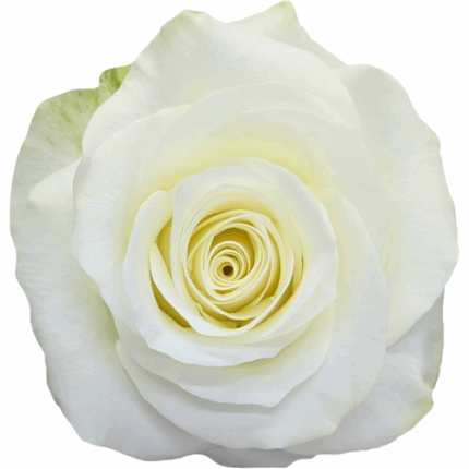 Rose Snow Ballet 60cm Florecal