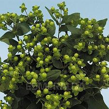 HYPERICUM green gall
