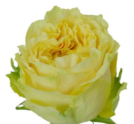 Rose Turtle 50cm priv coll rio