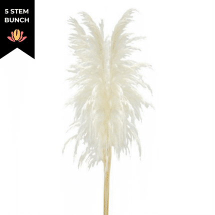 Pampas Grass Selloana Bleached (5 STEM)