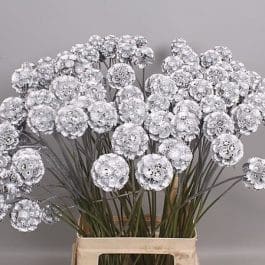Scabiosa Pods Silver holl