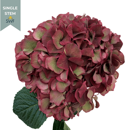 8d502c70-e11f-4ca8-ae41-da24bd5872b1.png Hydrangea Classic Magical Ruby - HYD CLASS MAG RUBY - Image 1