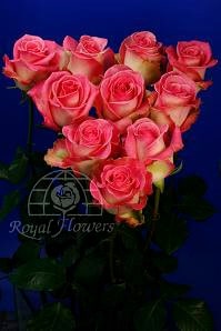 Rossini (pink white)50 rio
