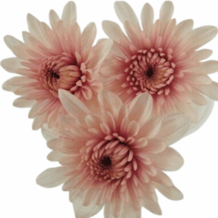 Pom Cushion Harlem (Lt.Peach)S