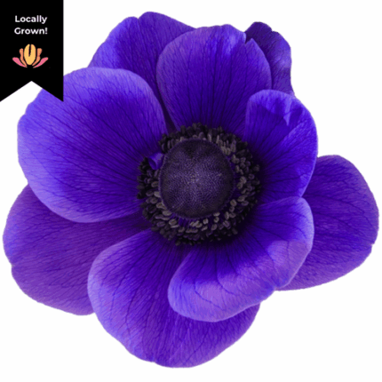 Anemonie Blue hendricks